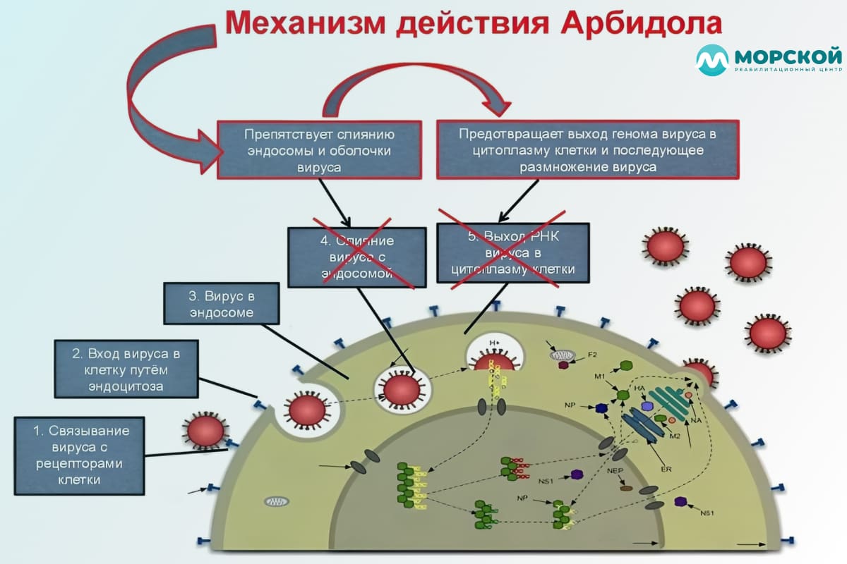 Действие арбидола Инфографика действие арбидола